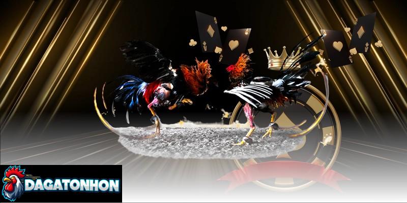 Bí ẩn những chiến kê triệu đô tại Tonhon