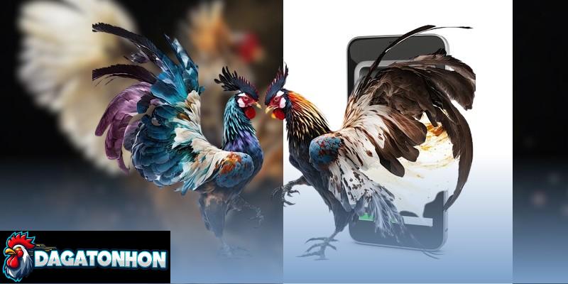Hướng dẫn đọc kèo đá gà Tonhon dành cho anh em mới