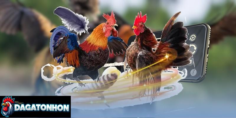 Theo dõi bảng cược, đọc kèo đá gà Tonhon chuẩn xác